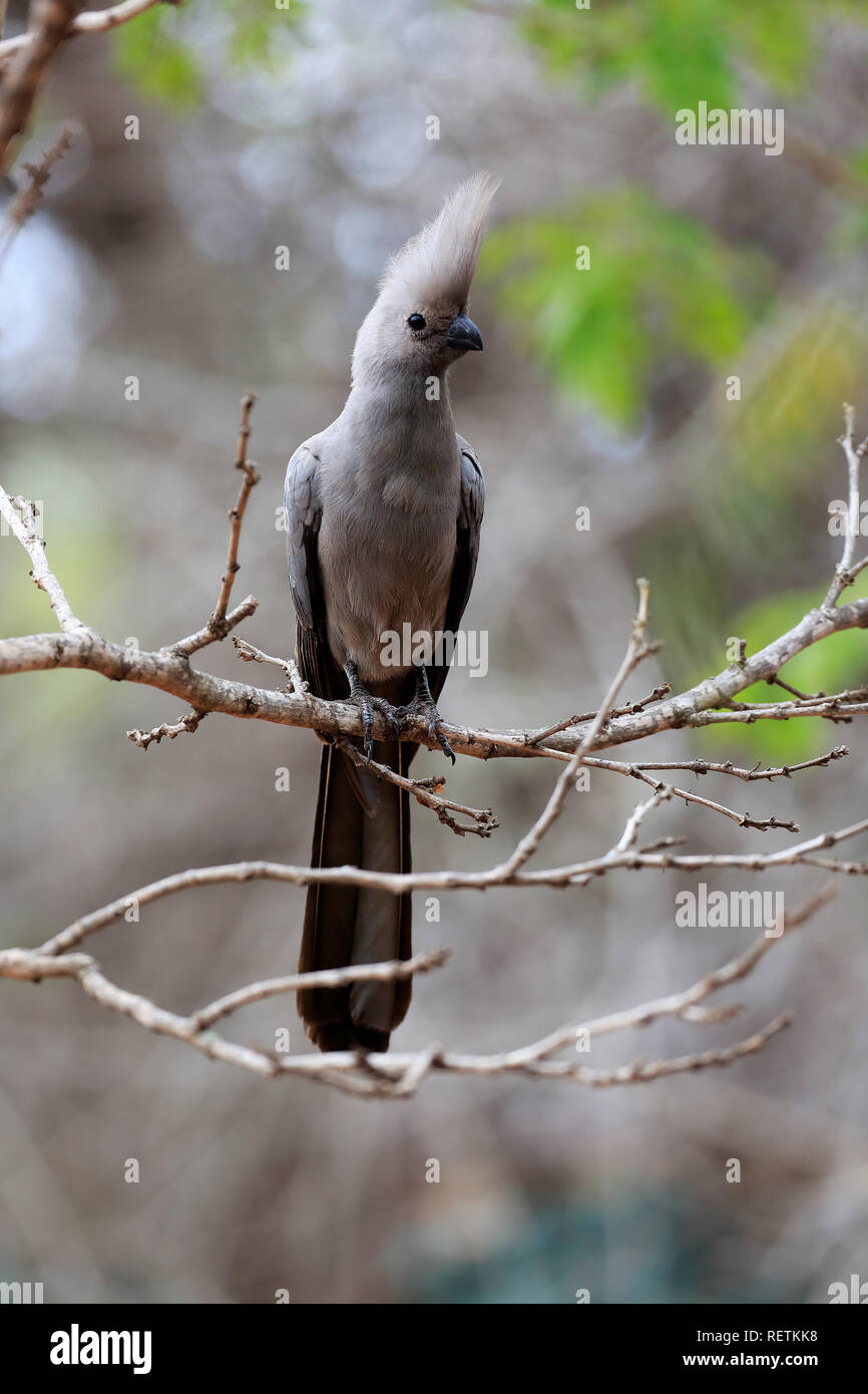 Grey Lourie, adult on tree, Kruger Nationalpark, South Africa, Africa, (Corythaixoides concolor) Stock Photo