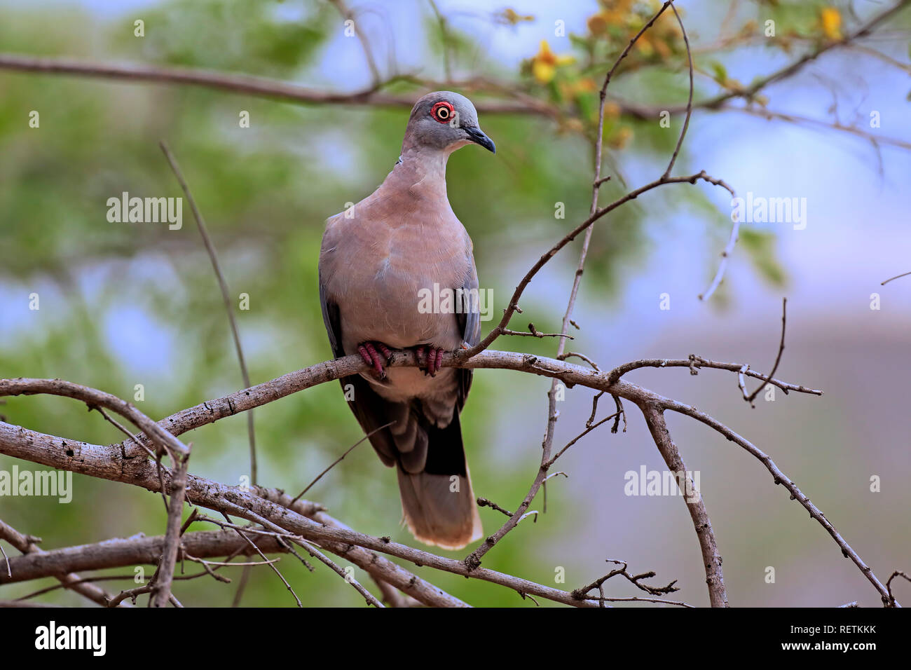 Redeyed Dove, adult on tree, Kruger Nationalpark, South Africa, Africa, (Streptopelia semitorquata) Stock Photo