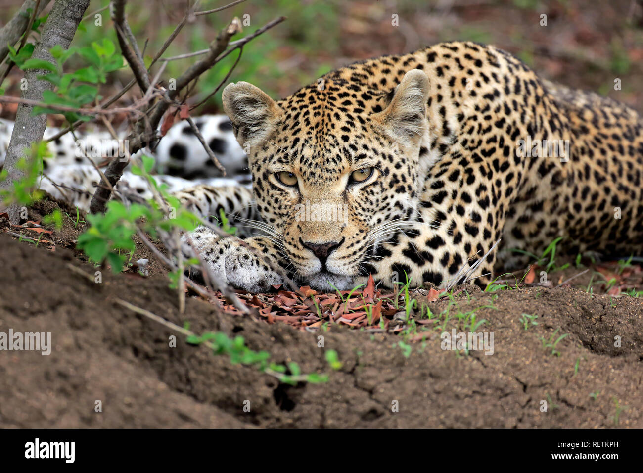 Leopard, Sabi Sand Game Reserve, Kruger Nationalpark, South Africa, Africa, (Panthera pardus) Stock Photo