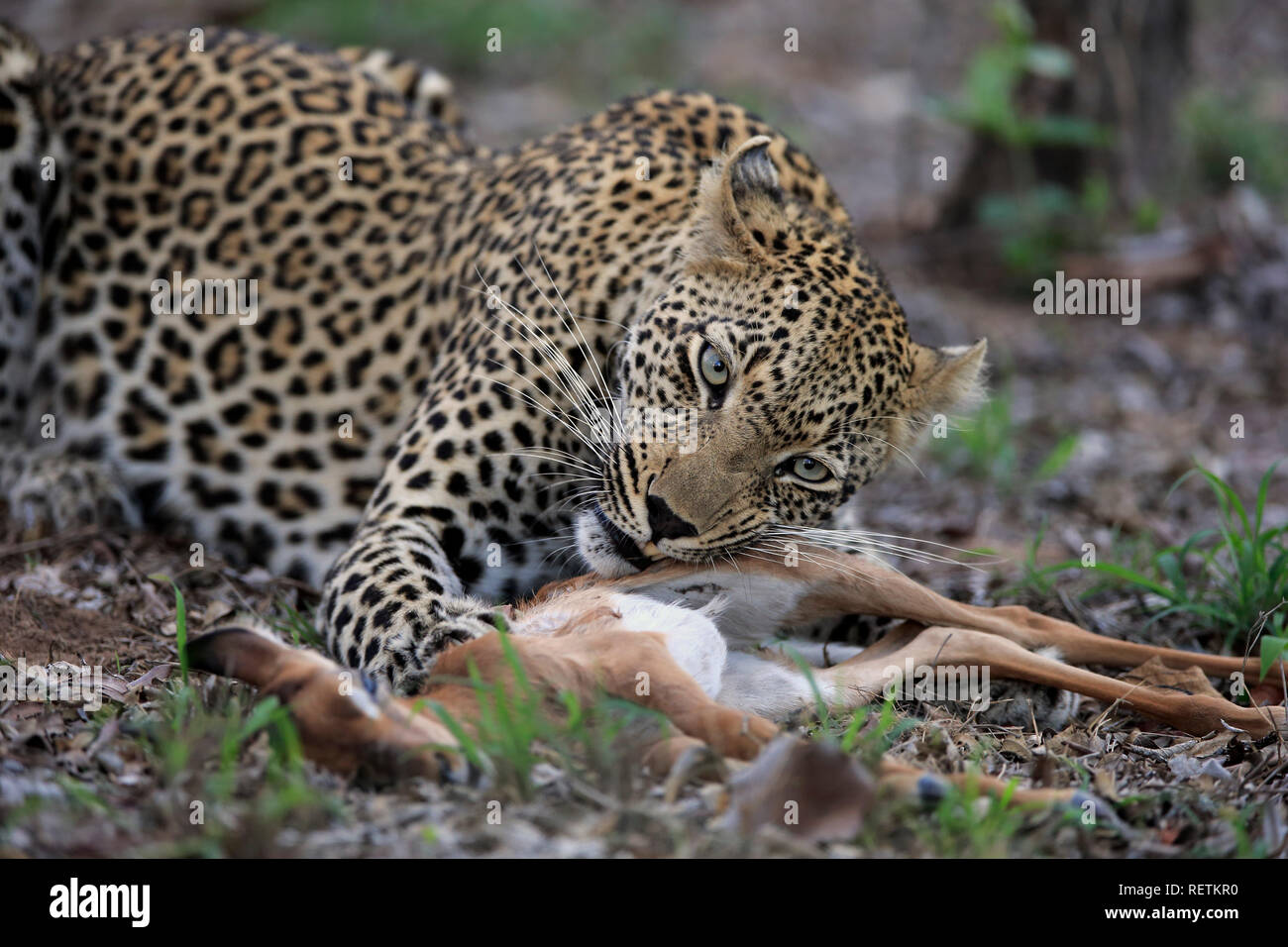 Leopard, Sabi Sand Game Reserve, Kruger Nationalpark, South Africa, Africa, (Panthera pardus) Stock Photo