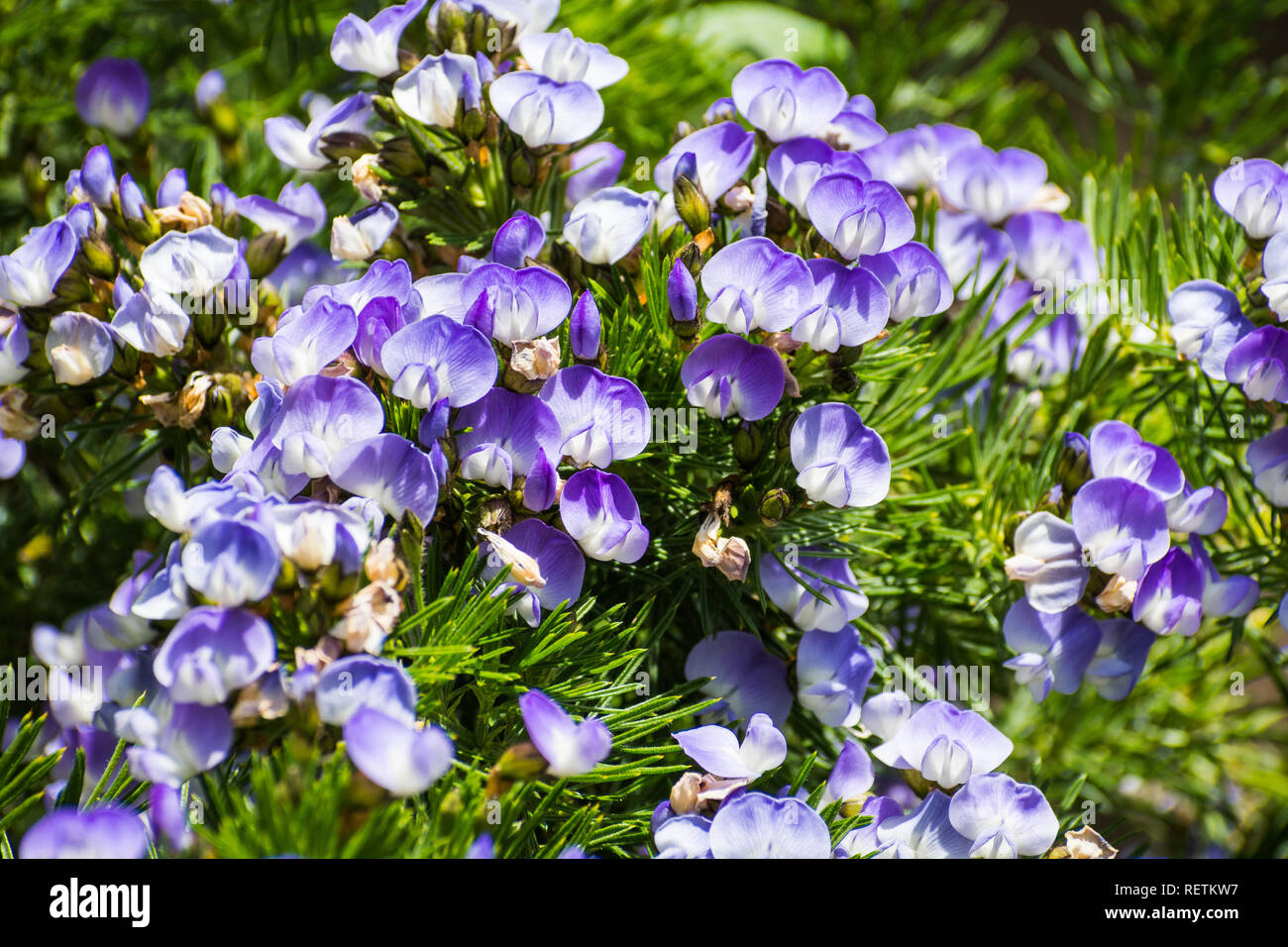 Blue Pea (Psoralea Pinnata), a south African flowering shrub, blooming in a garden in San Francisco; Stock Photo