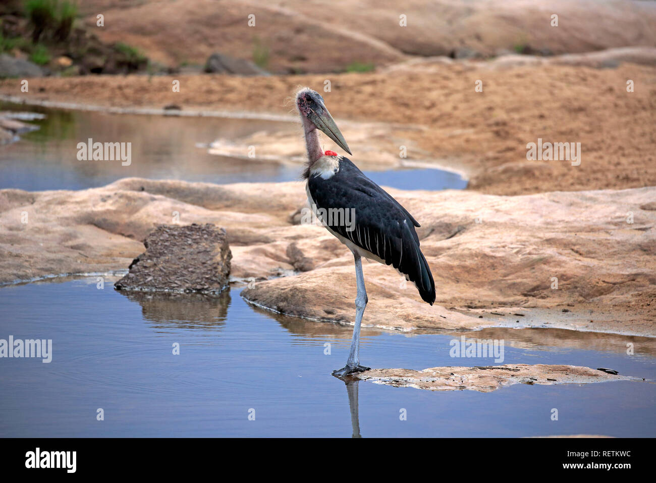 Marabou stork south africa hi-res stock photography and images - Alamy