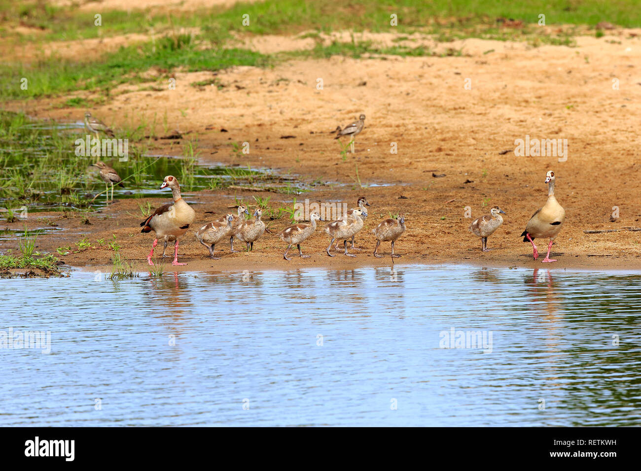 Egyptian Goose, parents with youngs, Sabi Sand Game Reserve, Kruger Nationalpark, South Africa, Africa, (Alopochen aegyptiacus) Stock Photo