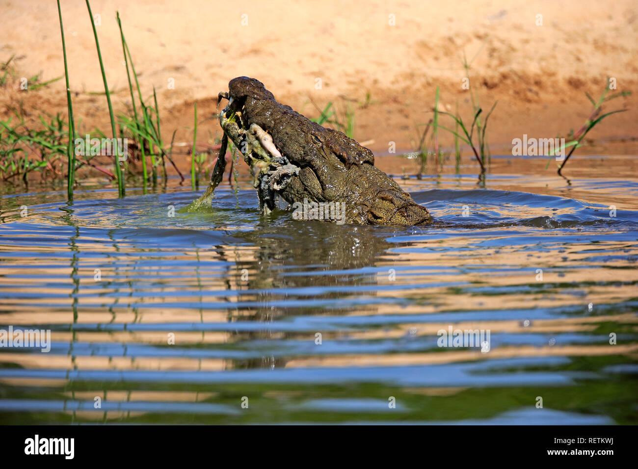 Nile Crocodile, adult in water with prey, Sabi Sand Game Reserve, Kruger Nationalpark, South Africa, Africa, (Crocodylus niloticus) Stock Photo