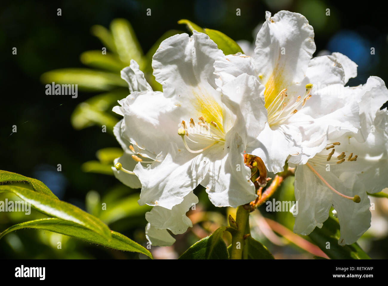 Close up of white Rhododendron flowers, San Francisco, California Stock Photo