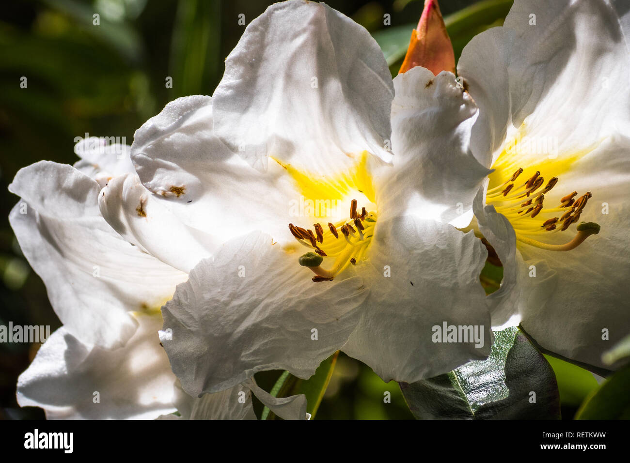Close up of backlit white Rhododendron flowers, San Francisco, California Stock Photo