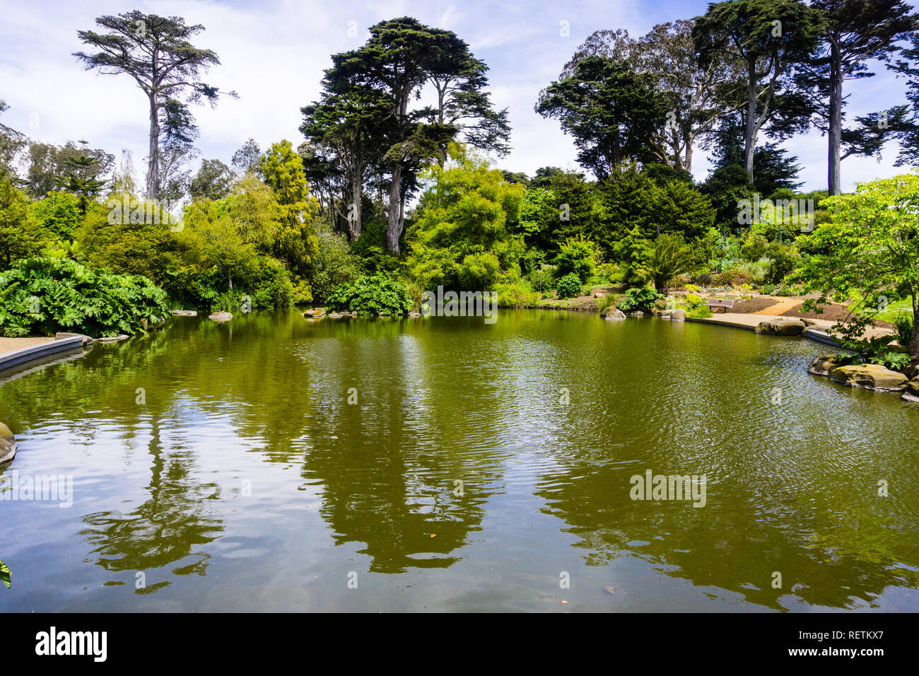 Landscape in Golden Gate Park; trees and shrubs reflected in one of the
