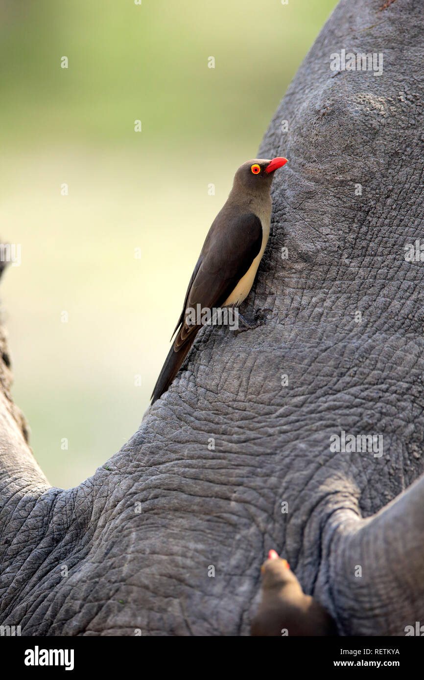 Red Billed Oxpecker, adult, Kruger Nationalpark, South Africa, Africa, (Buphagus erythrorhynchus) Stock Photo