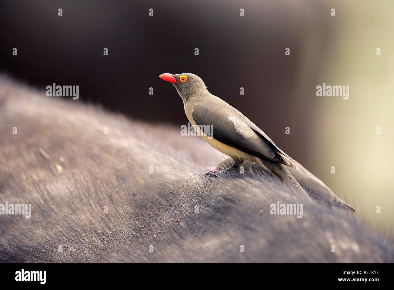 Red Billed Oxpecker, adult, Kruger Nationalpark, South Africa, Africa, (Buphagus erythrorhynchus) Stock Photo