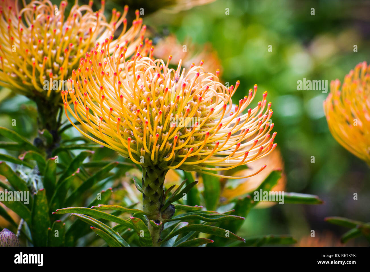 Close up Leucospermum 'California Sunshine' cultivar; Leucospermum species are native to south Africa Stock Photo