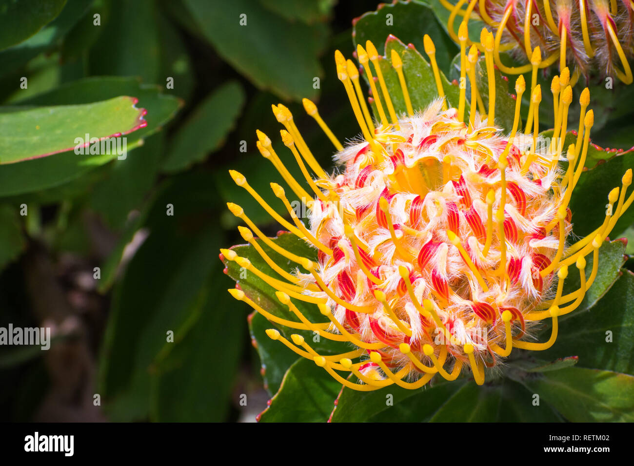 Close up Leucospermum 'Veldfire' cultivar; Leucospermum species are native to south Africa Stock Photo