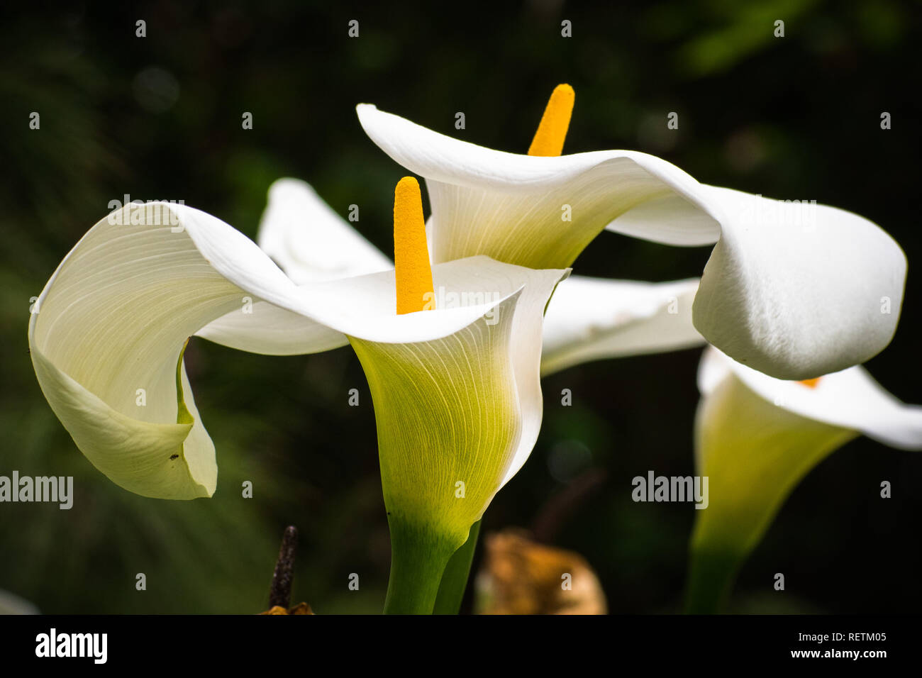 Close up of Flowering Calla lily (Zantedeschia aethiopica), Golden Gate Park, San Francisco, California; dark background Stock Photo