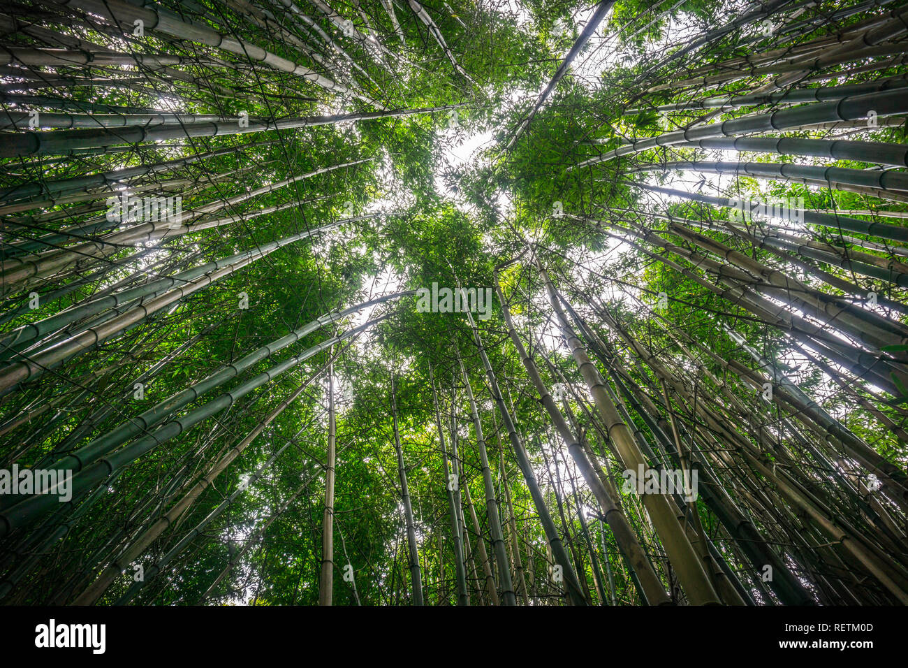 Looking up in a bamboo forest Stock Photo