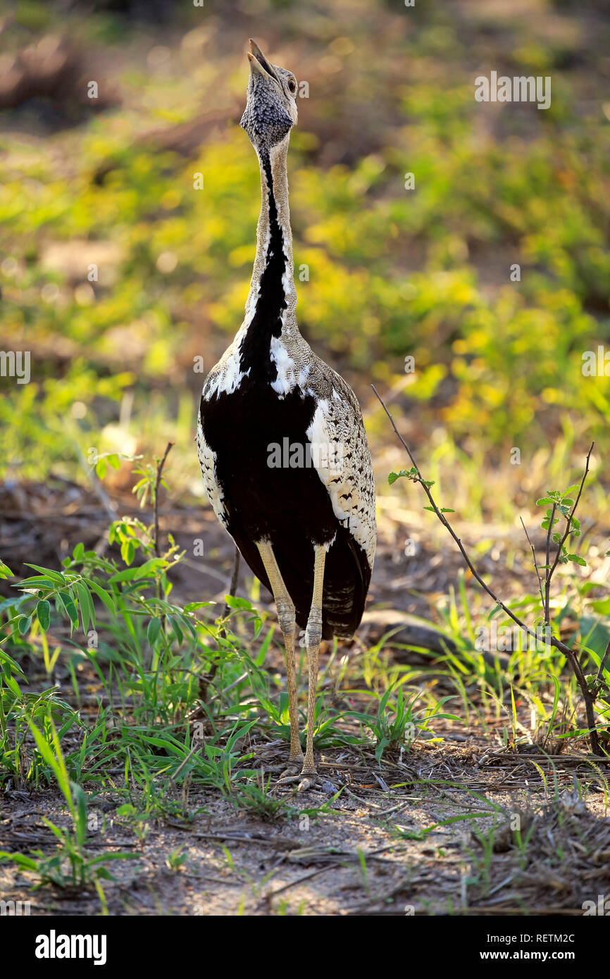Black-Bellied Bustard, adult male, Kruger Nationalpark, South Africa, Africa, (Lissotis melanogaster) Stock Photo