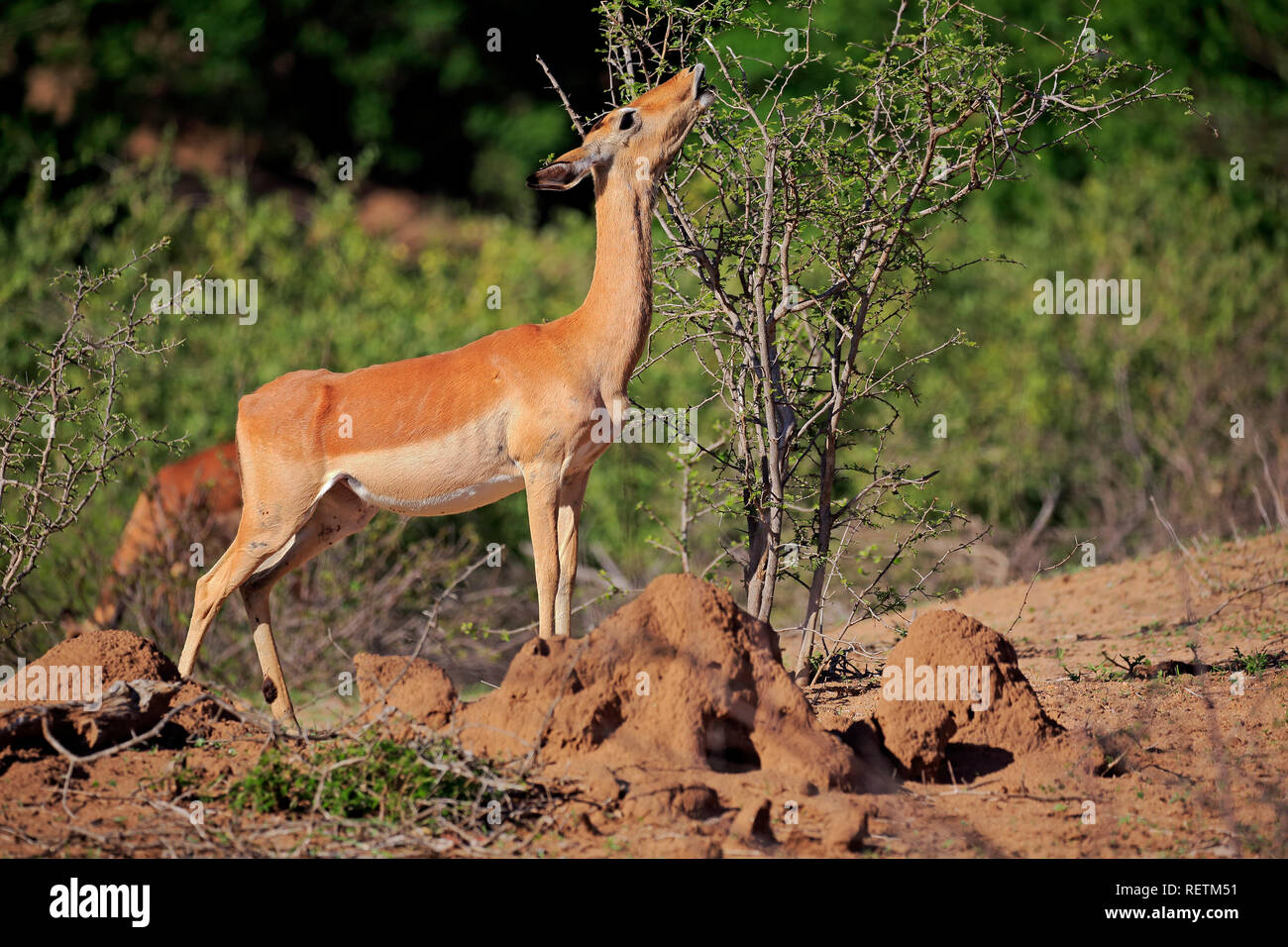 Impala, adult female feeding, Sabi Sand Game Reserve, Kruger Nationalpark, South Africa, Africa, (Aepyceros melampus) Stock Photo