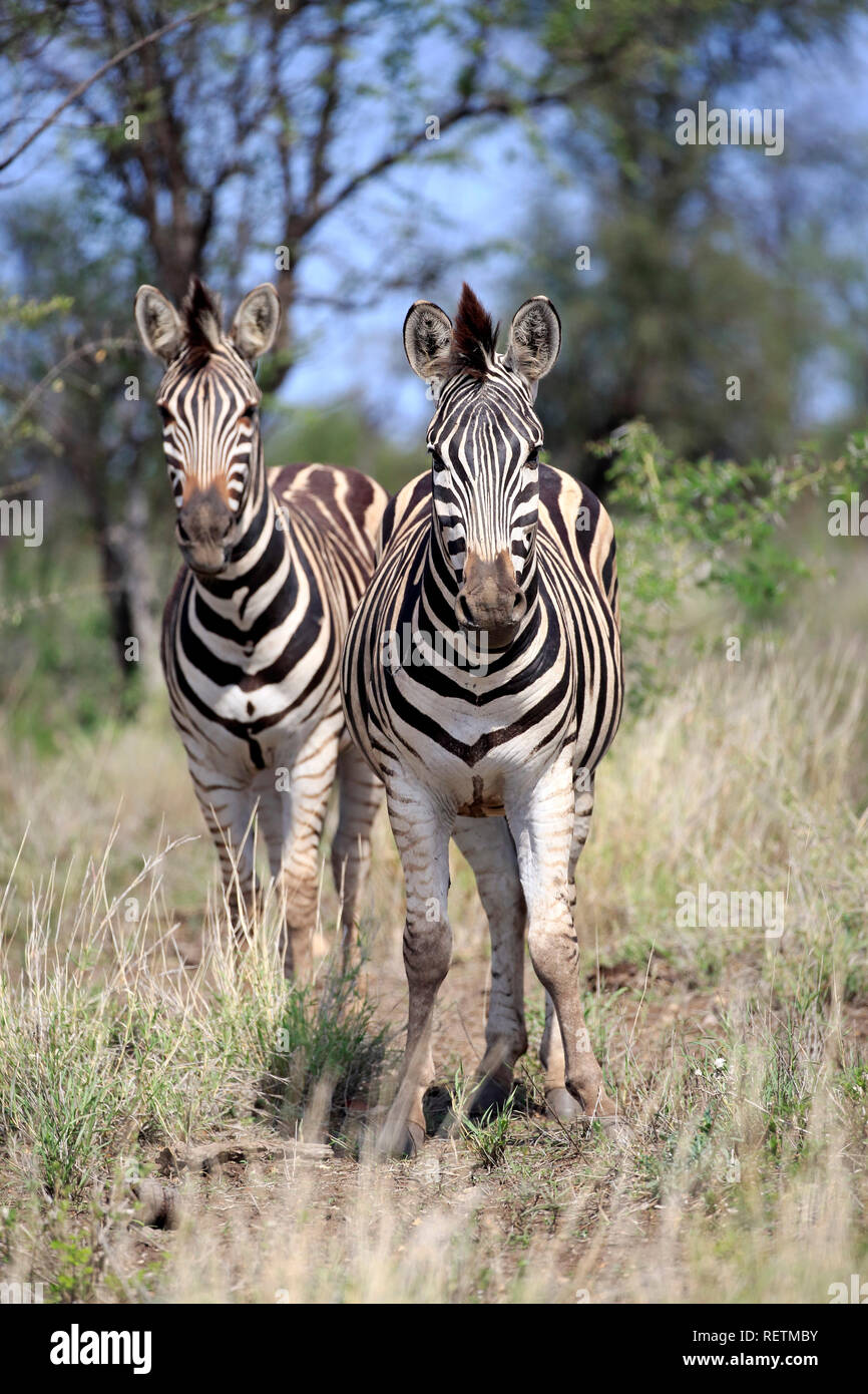 Plains Zebras, Kruger Nationalpark, South Africa, Africa, (Equus quagga