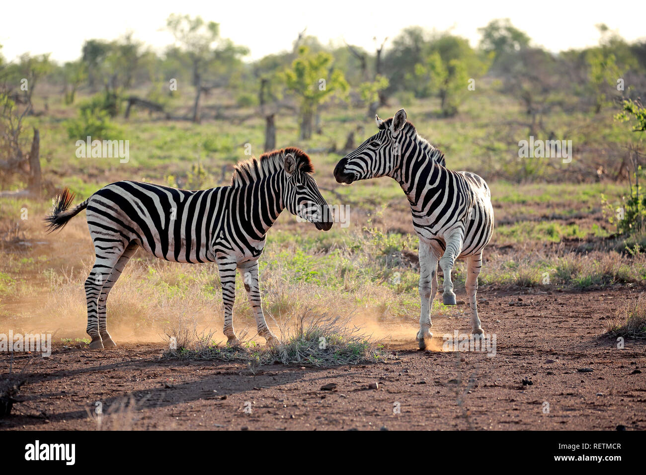 Plains Zebras, stallions, Kruger Nationalpark, South Africa, Africa, (Equus quagga burchelli) Stock Photo