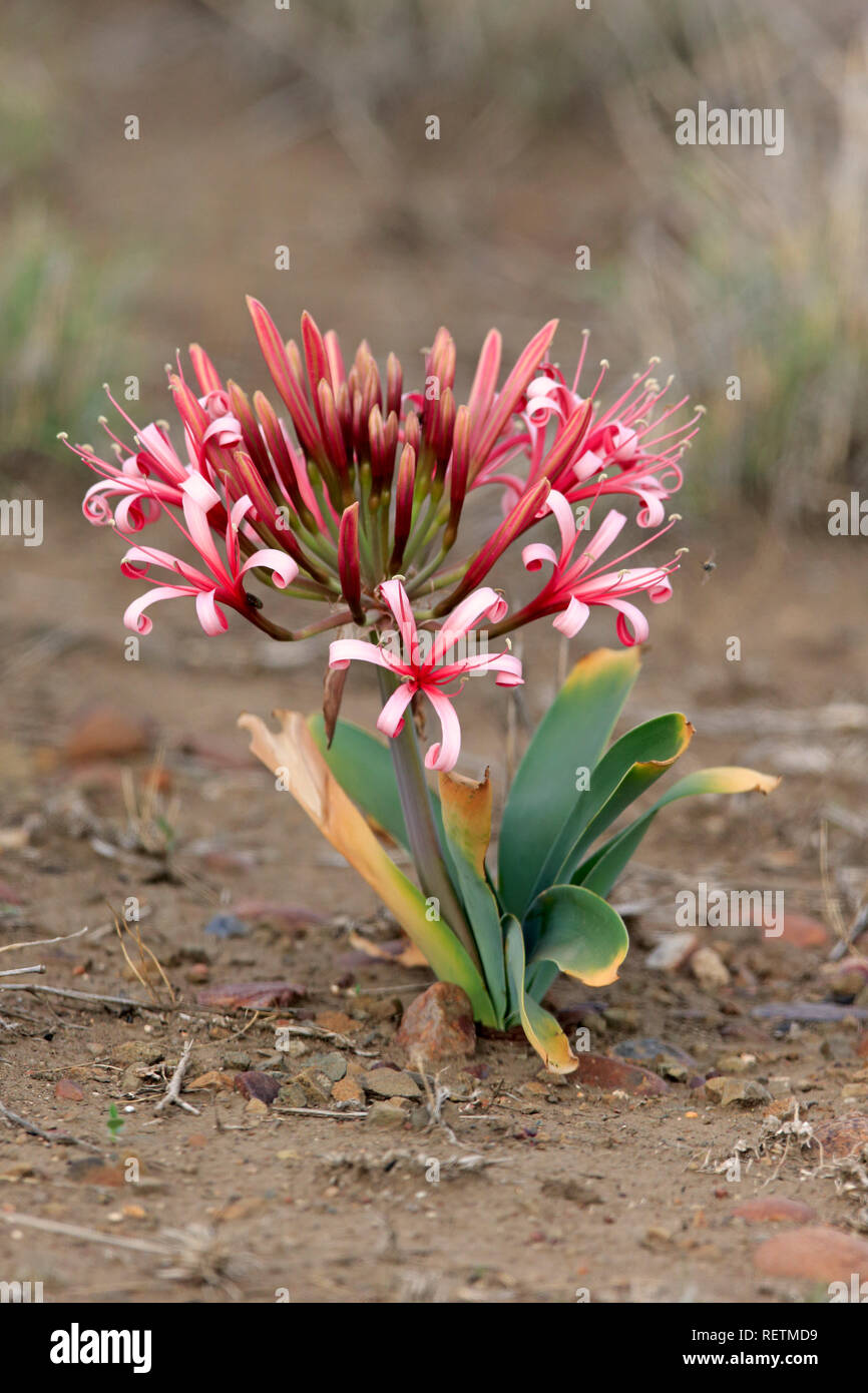 Sand lily, bloom, blooming, Kruger Nationalpark, South Africa, Africa, (Crinum buphanoides) Stock Photo