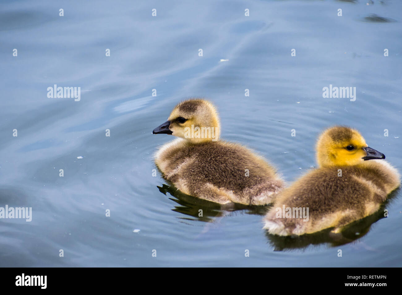 Two Canada Goslings (Branta canadensis) swimming on a lake, Golden Gate Park, San Francisco, California Stock Photo