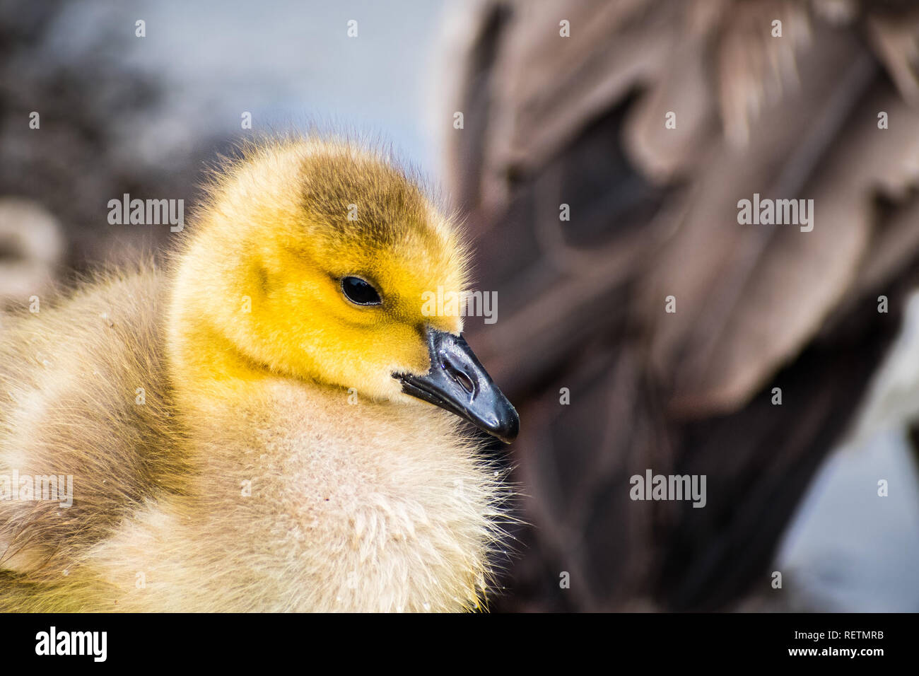 Close up of Canada Goose (Branta canadensis) new born chick, Golden Gate Park, San Francisco, California Stock Photo