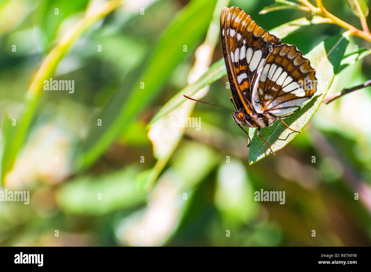 Lorquin's admiral (Limenitis lorquini) butterfly sitting with its wings closed on a green leaf, south San Francisco bay area, California; blurred back Stock Photo