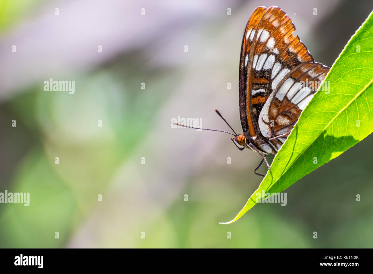 Lorquin's admiral (Limenitis lorquini) butterfly sitting with its wings closed on a green leaf, south San Francisco bay area, California; blurred back Stock Photo