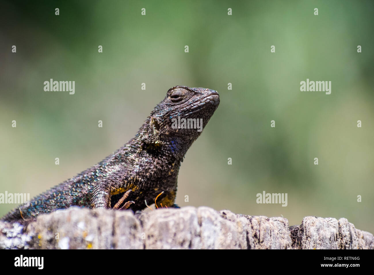 Western fence lizard (Sceloporus occidentalis) sitting on a wooden post on a sunny day; blue and green scales visible in the sunlight; south San Franc Stock Photo