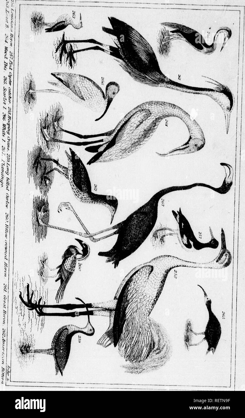 Wilson S American Ornithology Microform With Additions Including The Birds Described By Audubon Bonaparte Nuttall Amp Richardson Ornithology Birds Ornithologie Oiseaux Of An Inch Burrounded Lish Black As Well As He