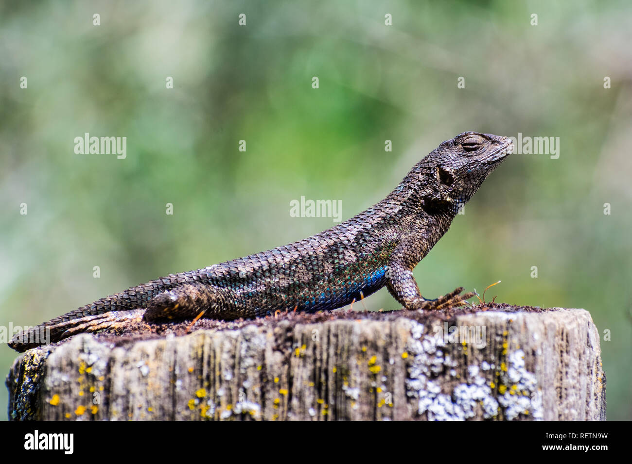 Western fence lizard (Sceloporus occidentalis) sitting on a wooden post on a sunny day; blue and green scales visible in the sunlight; San Francisco b Stock Photo