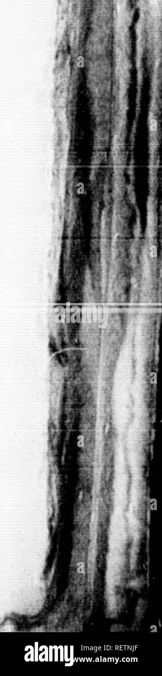 Palmier Black And White Stock Photos Images Alamy Palmier Black And White Stock Photos Images Alamy