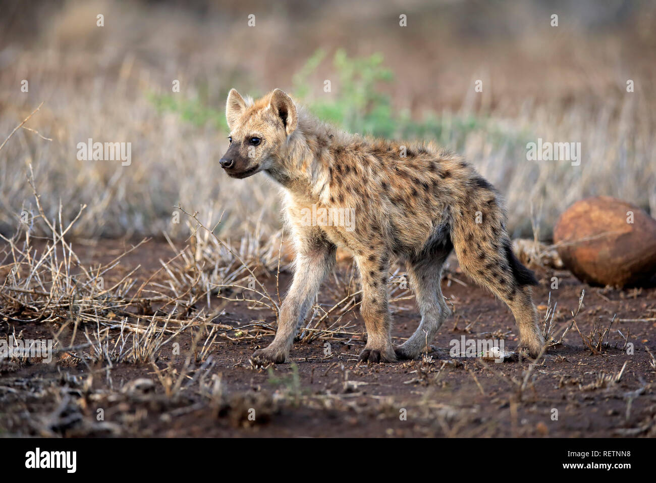 Spotted Hyena, young, Kruger Nationalpark, South Africa, Africa, (Crocuta crocuta) Stock Photo