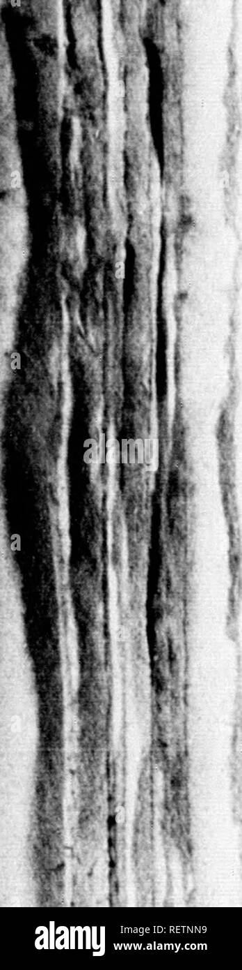 Histoire Naturelle Des Va C Ga C Taux Classa C S Par Familles Microforme Avec La Histoire Naturelle Des Va C Ga C Taux Classa C S Par Familles Microforme Avec La