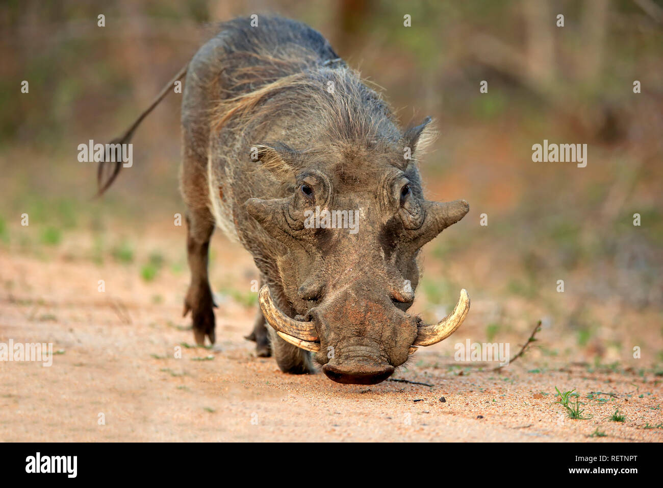 Warthog, Kruger Nationalpark, South Africa, Africa, (Phacochoerus aethiopicus) Stock Photo