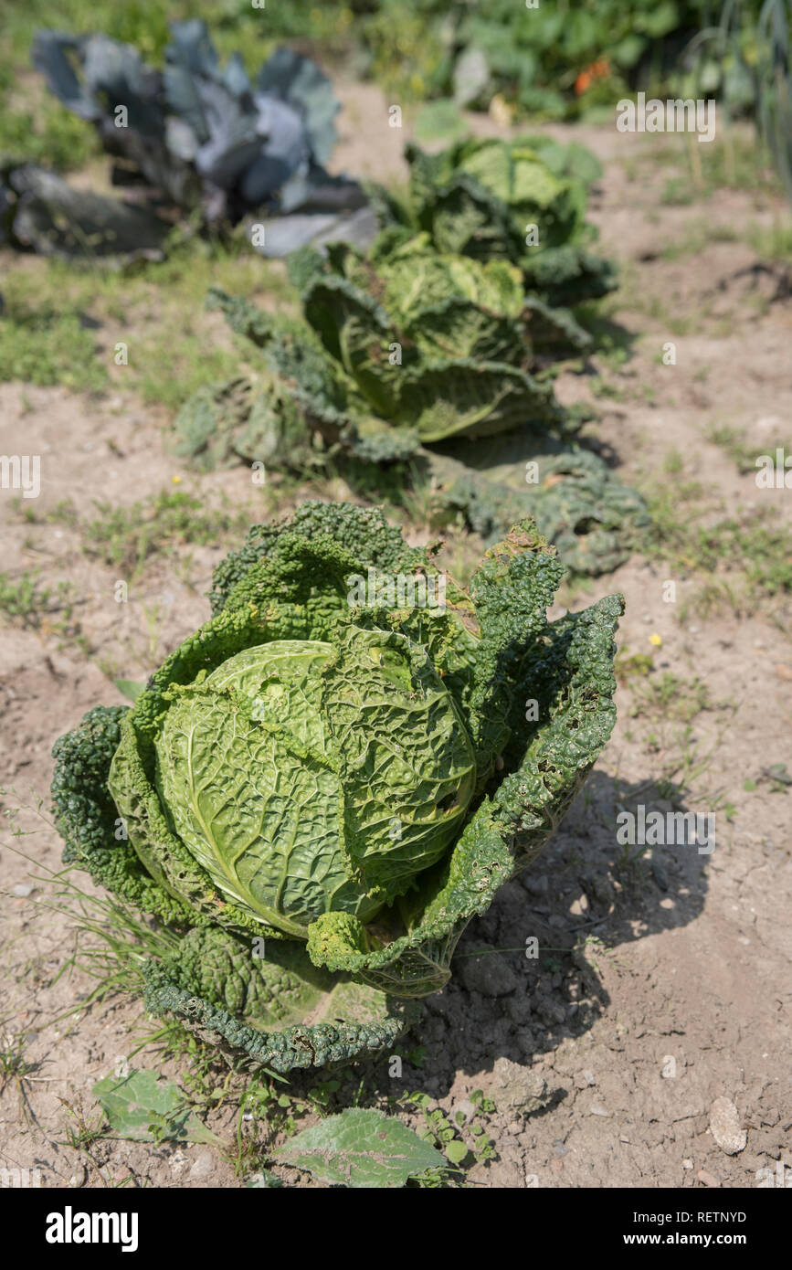 savoy cabbage, (Brassica oleracea convar. capitata var. sabauda) Stock Photo