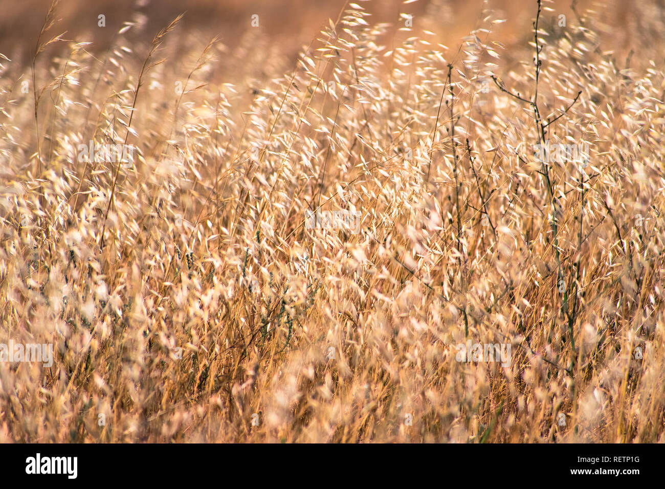 Dry Oat grass growing on a field in California where is considered invasive Stock Photo