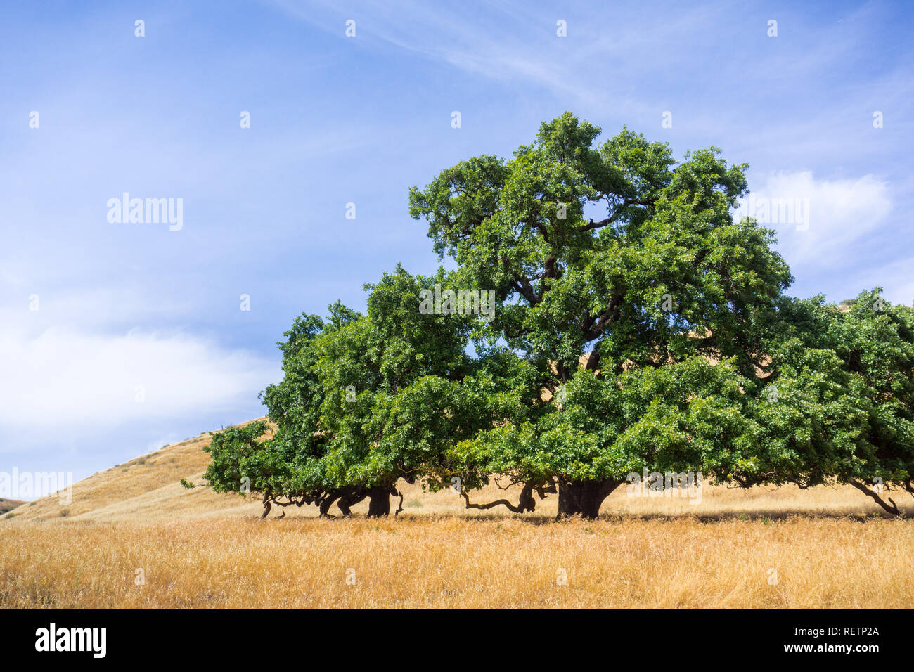 Large valley oak (Quercus lobata) surrounded by fields of dry grass, Santa Clara county, south San Francisco bay area, California Stock Photo