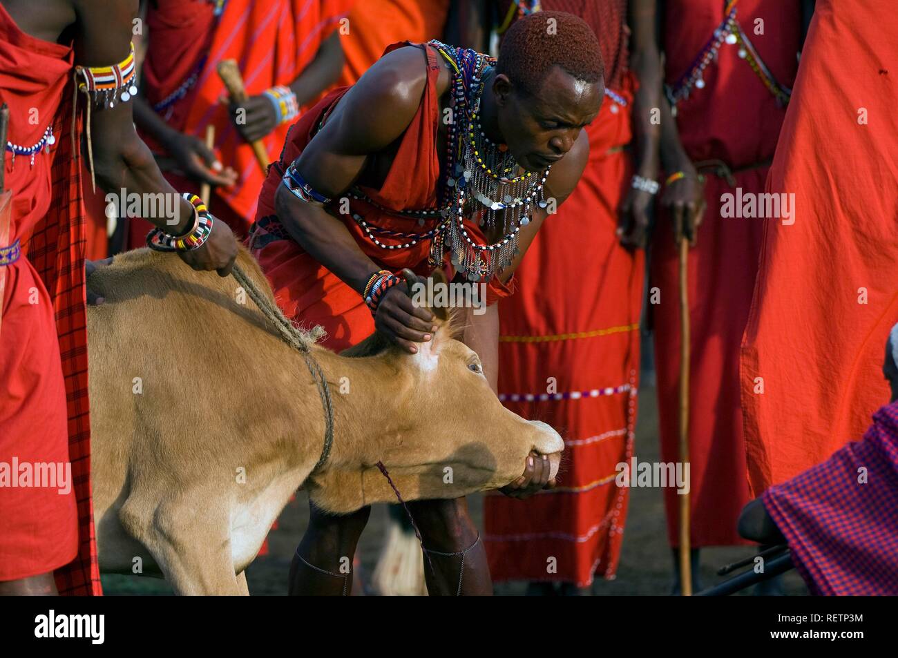 Masai warriors bleeding a cow, Masai Mara, Kenya, East Africa Stock Photo