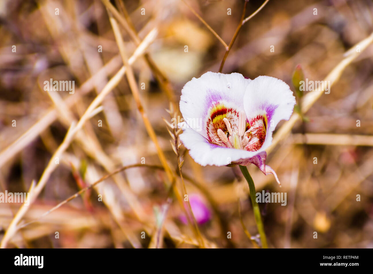 Leichtlin's Mariposa Lily blooming on the hills of south San Francisco bay area, California Stock Photo