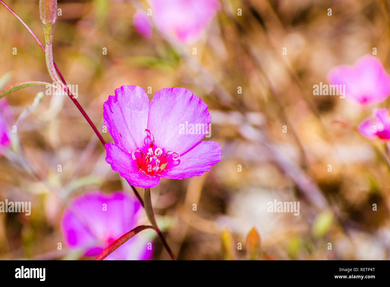 Clarkia Rubicunda (Farewell to spring,  Reddened clarkia, Ruby chalice clarkia) wildflower, blooming on among dry grass on the hills of south San Fran Stock Photo