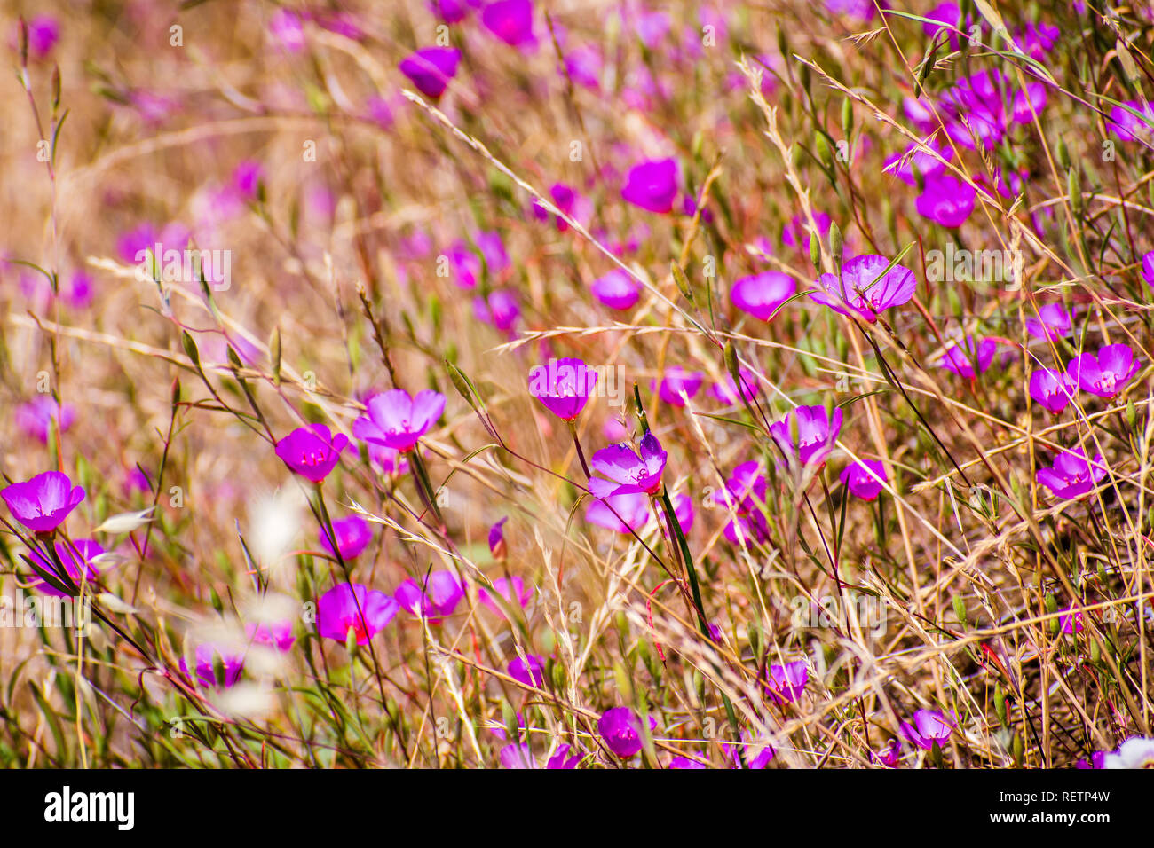 Clarkia Rubicunda (Farewell to spring,  Reddened clarkia, Ruby chalice clarkia) wildflowers, blooming on a field among dry grass on the hills of south Stock Photo