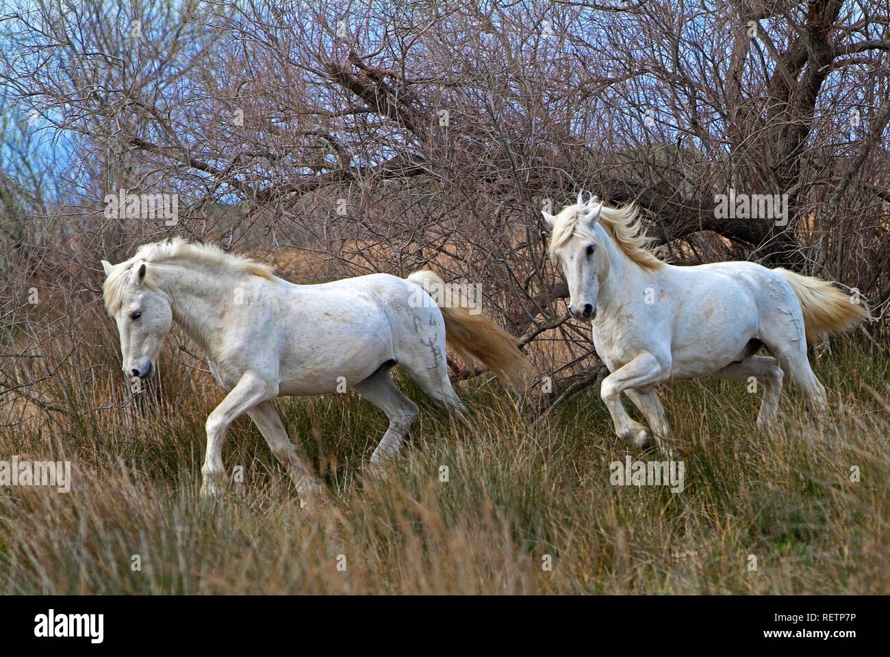 Camargue Horses, Camargue, Bouches du Rhône, France Stock Photo
