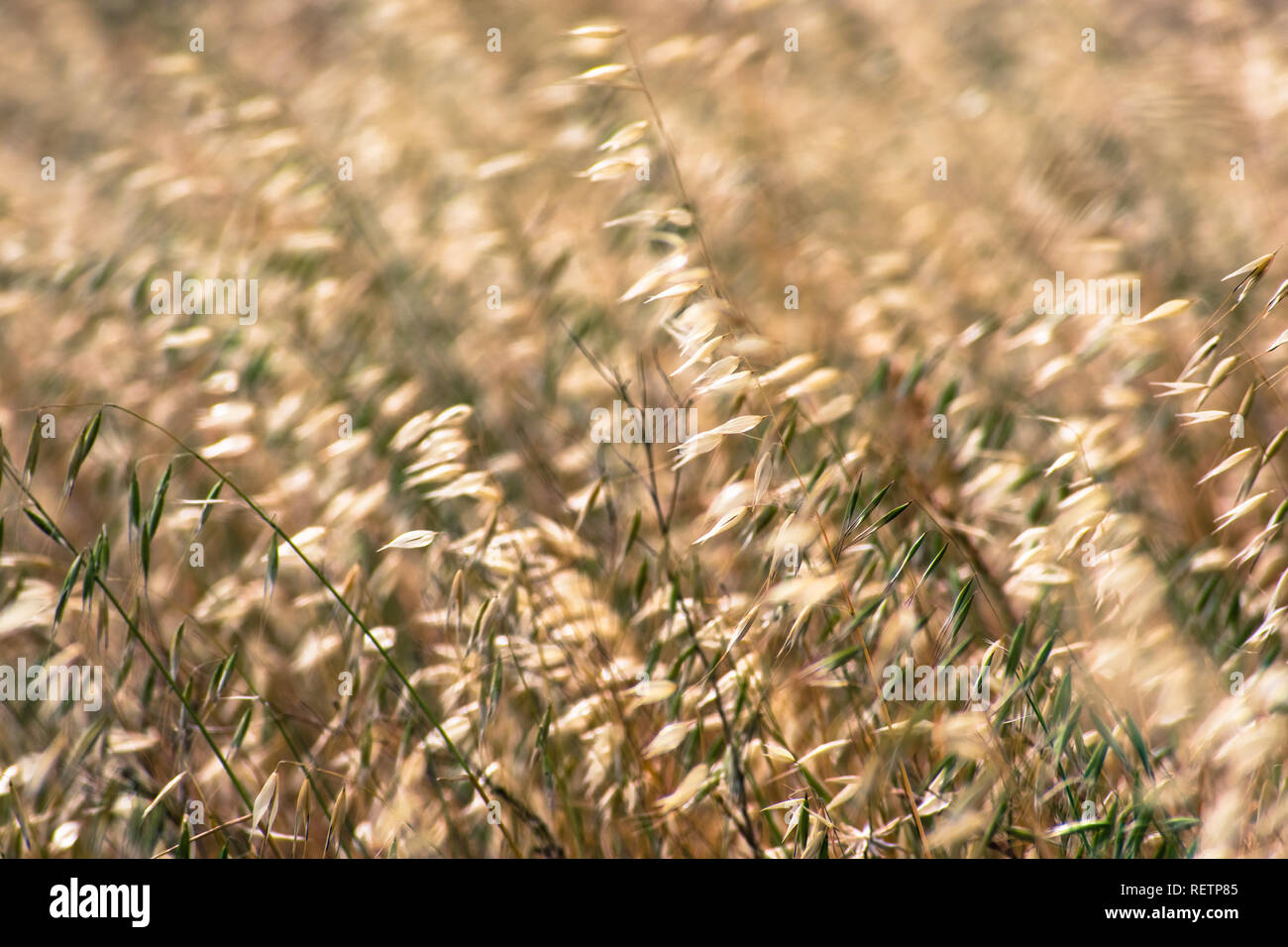 Oat grass growing on a field in California where is considered invasive Stock Photo