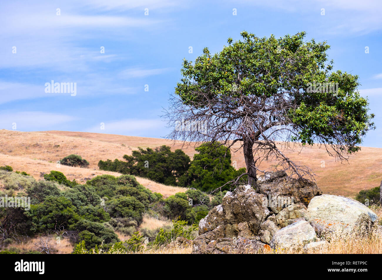 Young live oak tree growing on the hills of south San Francisco bay