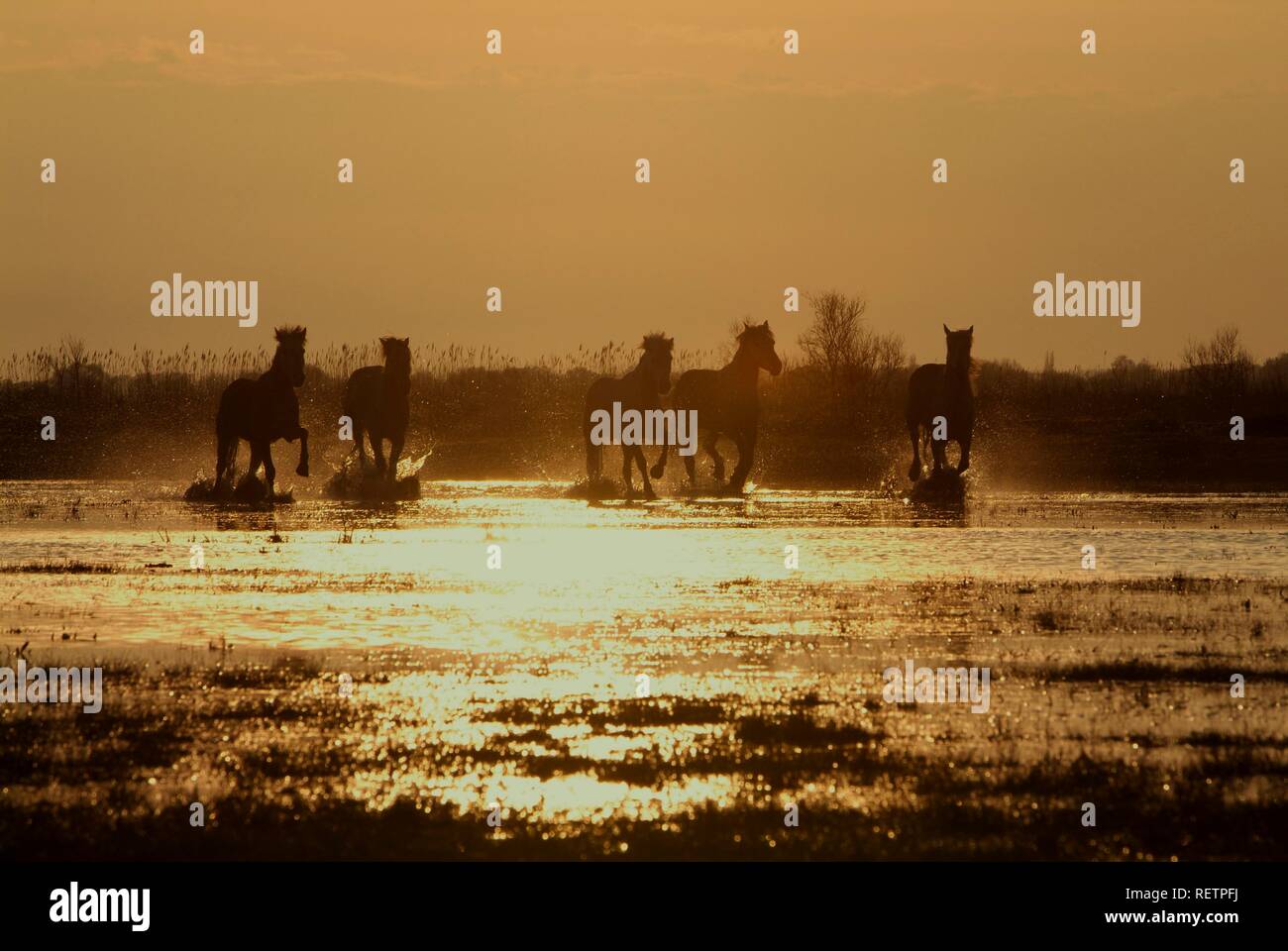 Camargue horses, Camargue, Bouches du Rhône, France Stock Photo