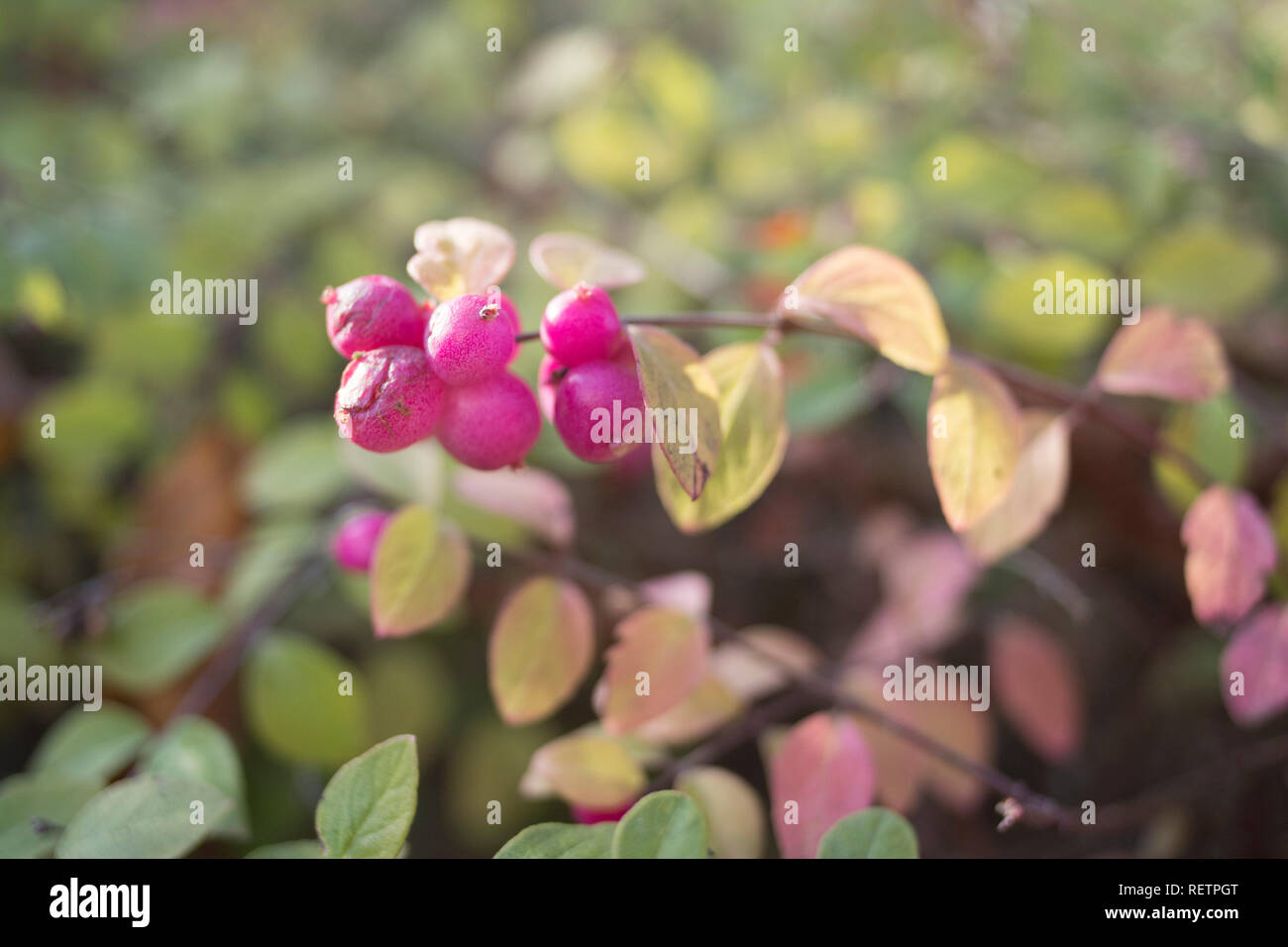 snowberry, Baden-Wuerttemberg, Germany, (Symphoricarpos) Stock Photo