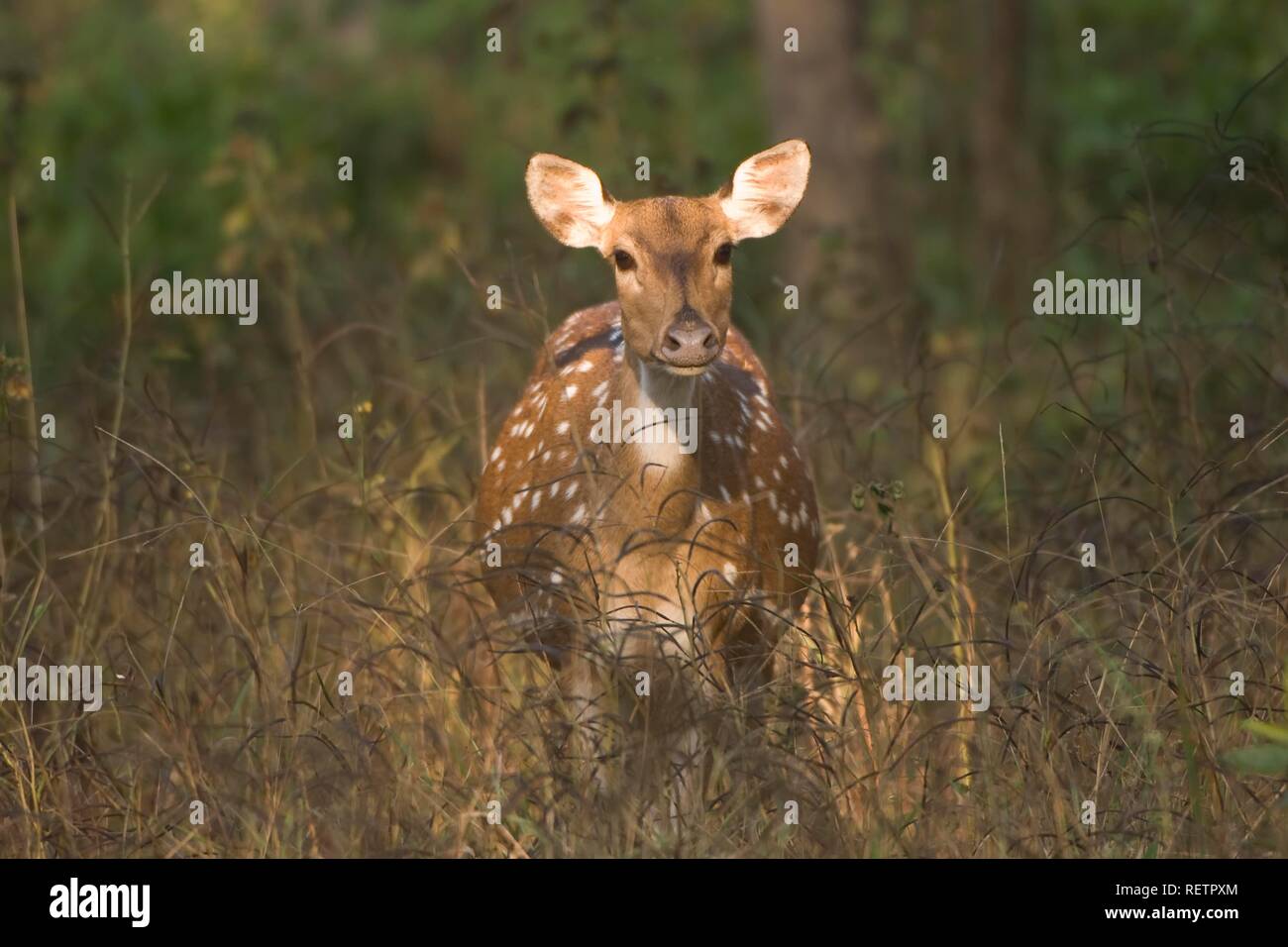 Chital deer, Spotted deer or Axis deer (Axis axis), female, Pench