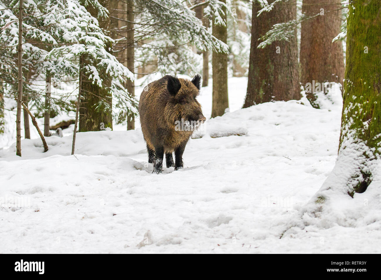 Wild boar - Sus scrofa on the snow in the forest Stock Photo