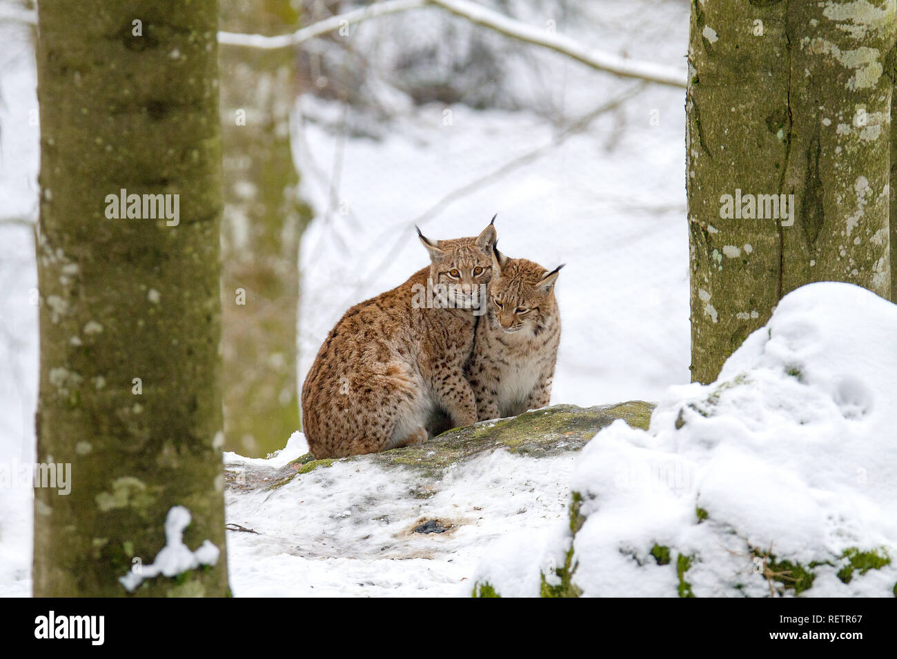 Two Linx on the snow Stock Photo