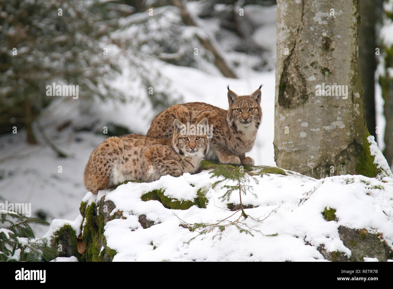 Two Linx on the snow Stock Photo