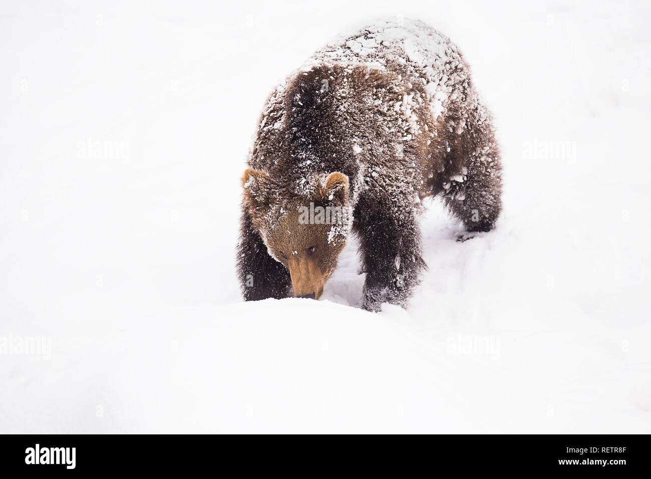 Brown bear on the snow Stock Photo - Alamy